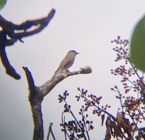 Crowned Slaty Flycatcher
