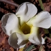 Odontadenia lutea - Photo 由 Laurent Quéno 所上傳的 (c) Laurent Quéno，保留所有權利