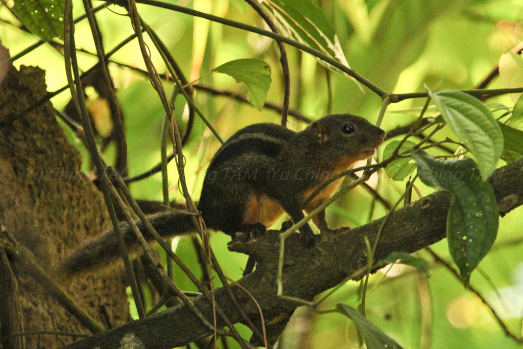 Four-striped Ground Squirrel