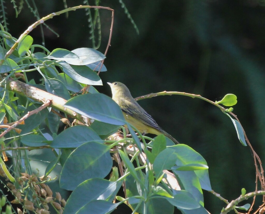 new-world-warblers-in-september-2024-by-catherine-bartlett-inaturalist
