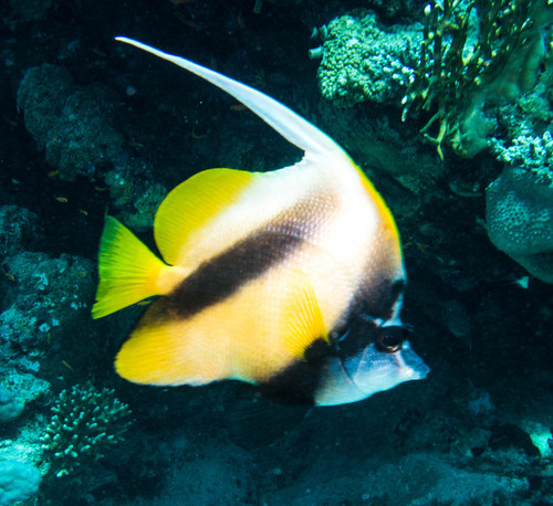 Red Sea Bannerfish