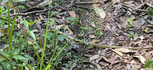 Common Tree Snake sighting