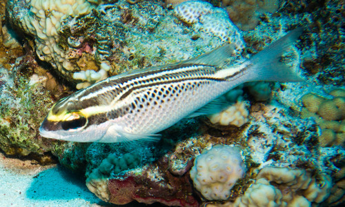 Arabian Monocle Bream