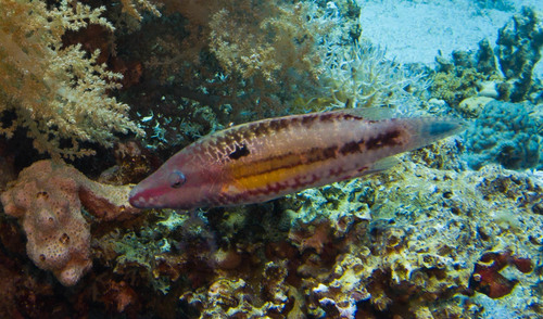 Mental Wrasse — seen at this dive site