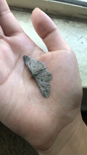 Kiawe Moth