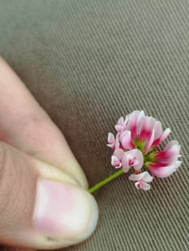 peanut clover