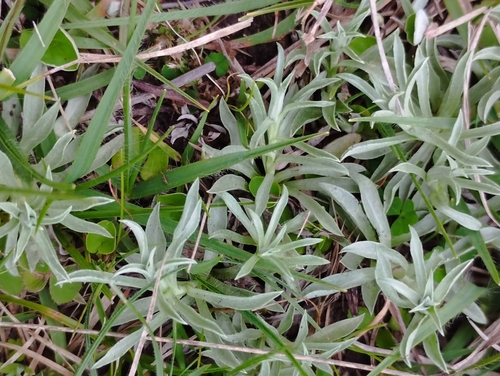 Berroa gnaphalioides