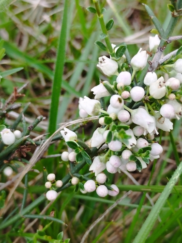 Discaria americana