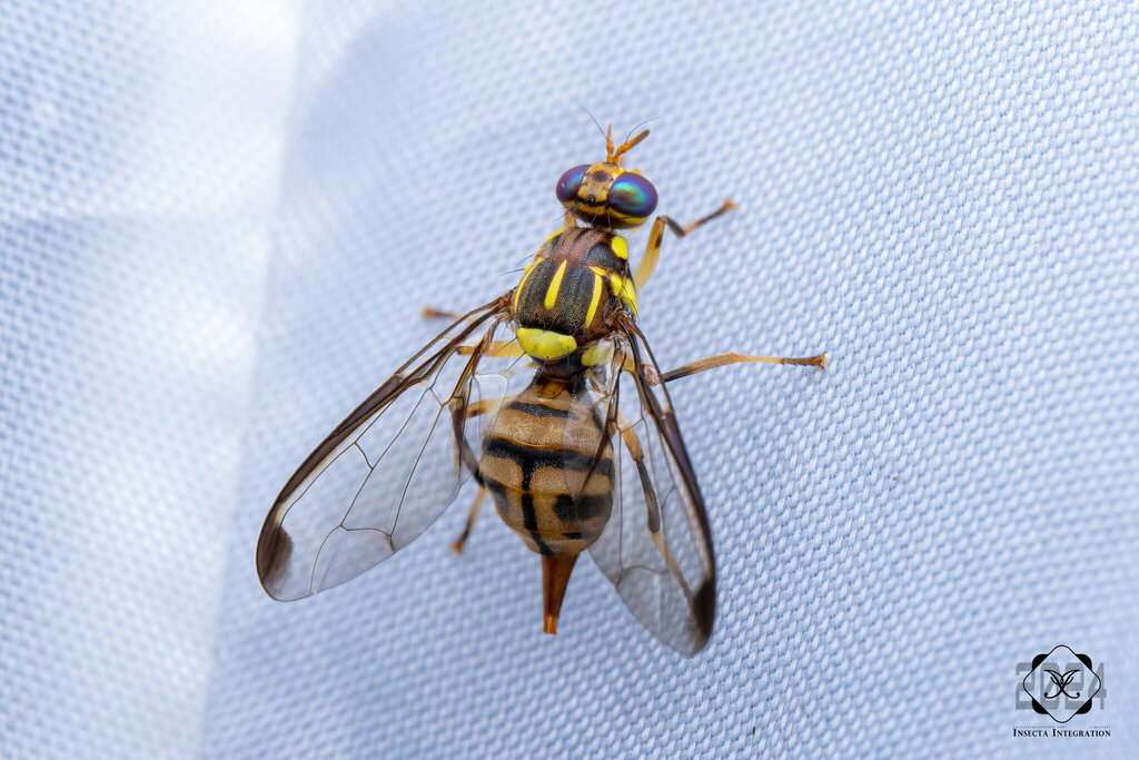 Toomba Fly Tau Fly from 中国云南省文山壮族苗族自治州西畴县 on September 10, 2024 at 07:46 PM by ...