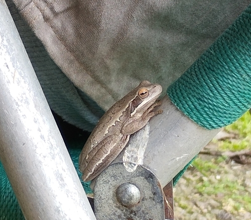 Montevideo Tree Frog
