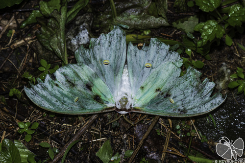 Actias artemis