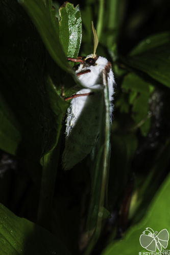 Actias artemis