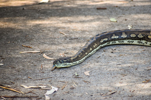 Coastal Carpet Python sighting