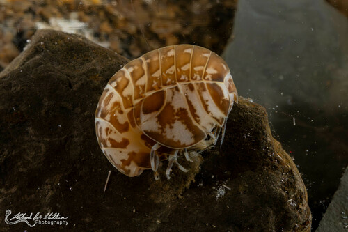 Stegocephalus