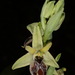 Ophrys exaltata archipelagi - Photo (c) Ori Fragman-Sapir, kaikki oikeudet pidätetään, lähettänyt Ori Fragman-Sapir