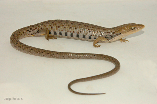 Wiegmann's alligator lizard