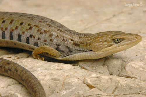 Wiegmann's alligator lizard