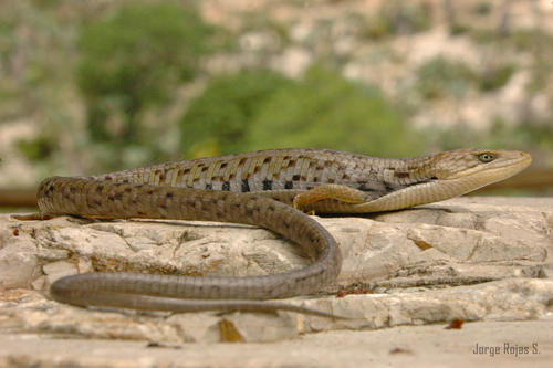 Wiegmann's alligator lizard