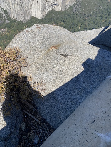 iNaturalist observation photo of Spiny Lizards