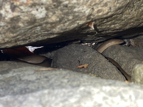iNaturalist observation photo of Northern Rubber Boa