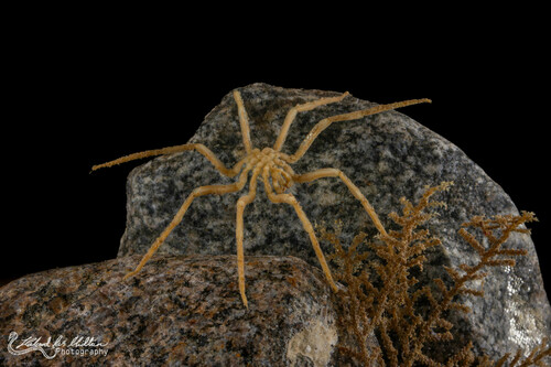 Pseudopallene brevicollis