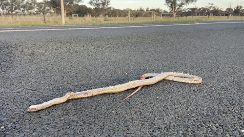 Eastern Brown Snake sighting