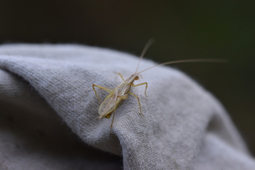 Italian Tree Cricket