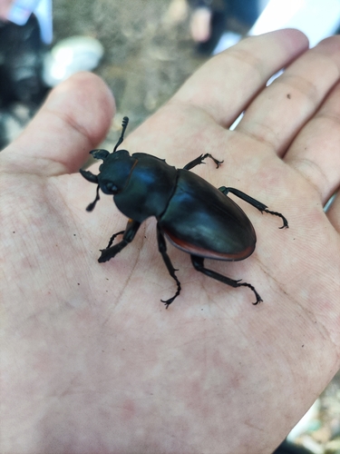 Odontolabis cuvera sinensis