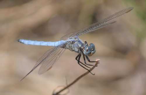 Keeled Skimmer