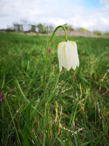 snake's-head fritillary