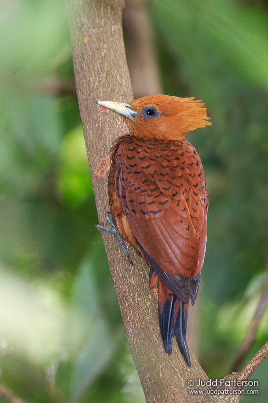 Chestnut-colored Woodpecker photo