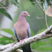 Red-billed Pigeon - Photo (c) Judd Patterson, all rights reserved, uploaded by Judd Patterson