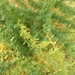 Acacia hockii
