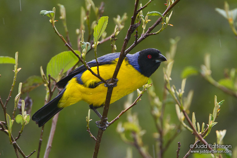 Hooded Mountain Tanager photo
