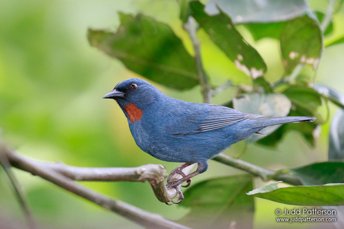 Euneornis campestris (Linnaeus, 1758)
