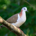 Caribbean Dove - Photo (c) Judd Patterson, all rights reserved, uploaded by Judd Patterson