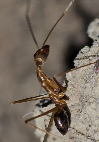 Leptomyrmex relictusLeptomyrmex relictus