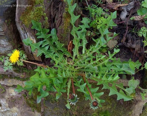 Welsh dandelion (Taraxacum cambricum)