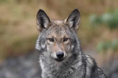Eastern Wolf