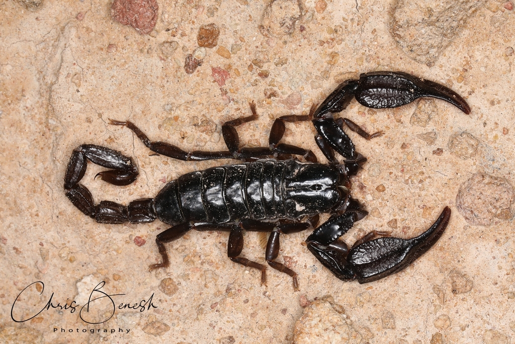Toothed Scorpions (Genus Diplocentrus) · iNaturalist