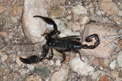 Big Bend Scorpion