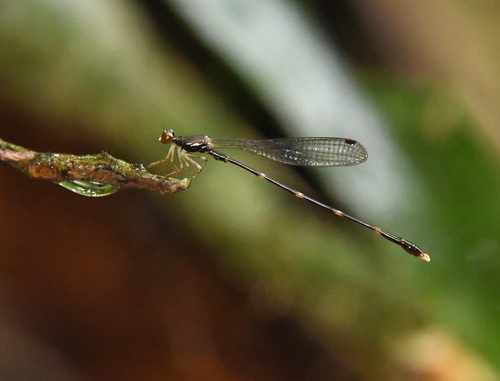 Drepanosticta centrosaurus
