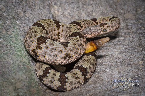 Rock Rattlesnake