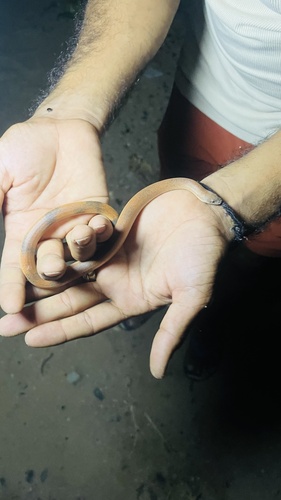 Red Sand Boa