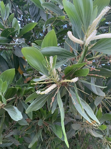 Big-leaved Acacia