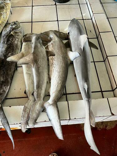 Scalloped Hammerhead