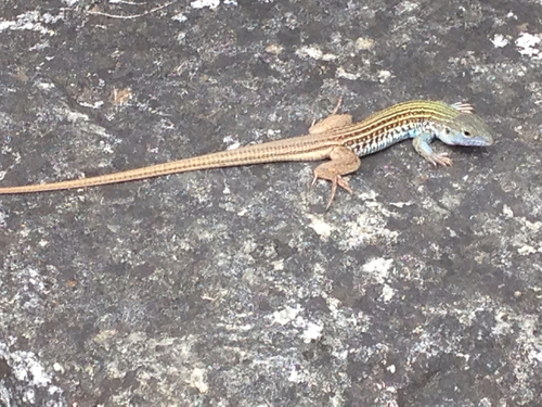 Common Spotted Whiptail