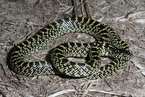 Speckled Kingsnake