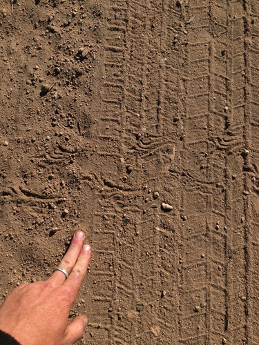 iNaturalist observation photo of Western Toad