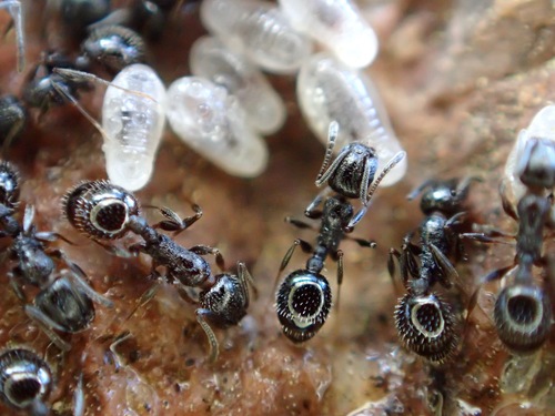 Temnothorax stenotyleTemnothorax stenotyle